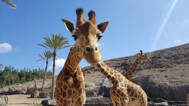 Oasis Wildlife and Giraffe Experience