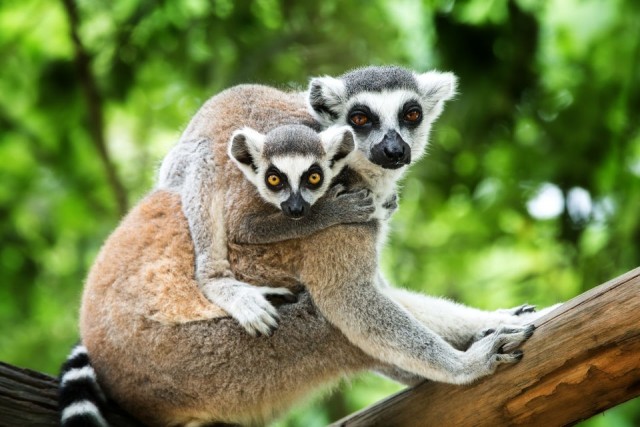 Oasis Wildlife and Lemur Experience