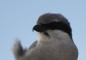 Southern Grey Shrike at El Cotillo, Fuerteventura