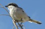 Southern Grey Shrike