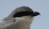Southern Grey Shrike at El Cotillo, Fuerteventura