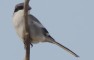 Southern Grey Shrike