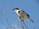 Southern Grey Shrike