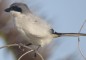Southern Grey Shrike in El Cotillo, Fuerteventura