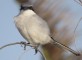 Southern Grey Shrike in El Cotillo, Fuerteventura