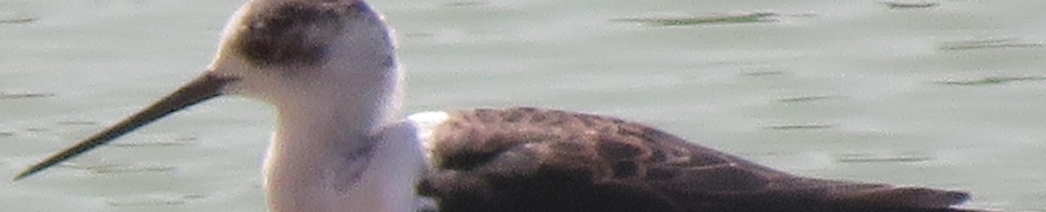 Black winged Stilt