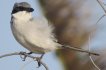 Southern Grey Shrike in El Cotillo, Fuerteventura