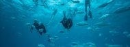Lobos Island Diving and Snorkelling Trip