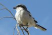 Southern Grey Shrike