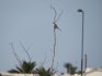 Southern Grey Shrike