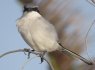 Southern Grey Shrike in El Cotillo, Fuerteventura