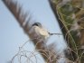 Southern Grey Shrike in El Cotillo, Fuerteventura