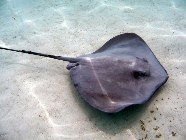 Common stingray