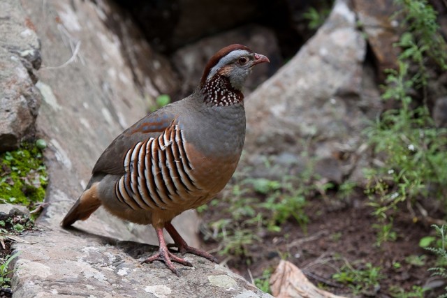 Barbary Partridge