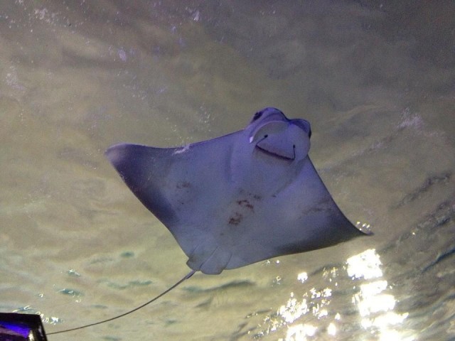 Giant Manta Ray