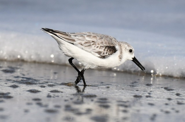 Sanderling