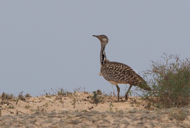 Houbara Bustard