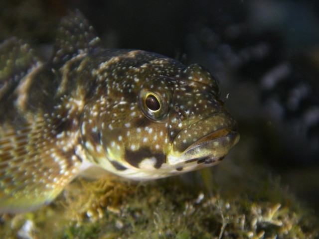 Madeira Goby