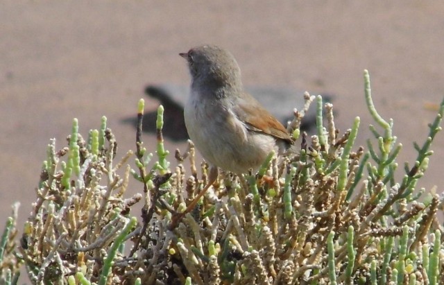 Fuerteventura Chat