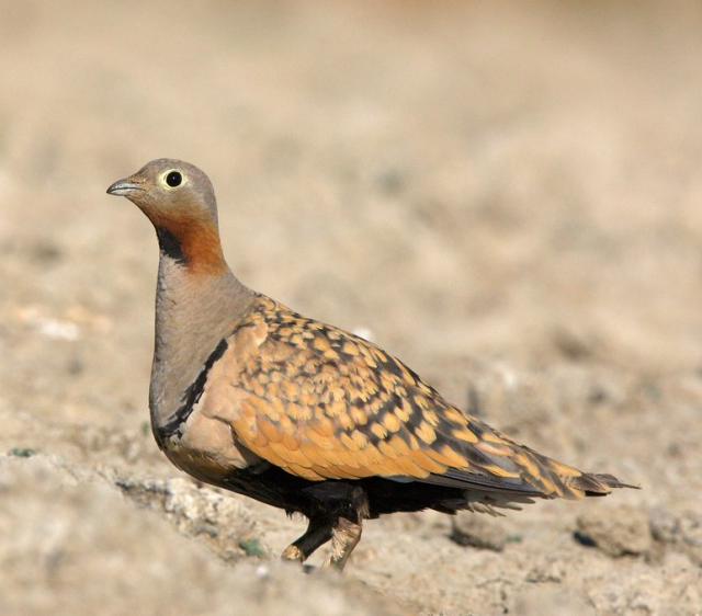 Black-bellied Sandgrouse