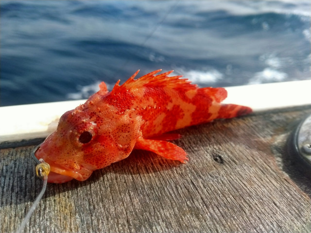 Canarian Scorpionfish