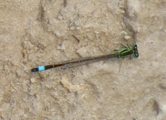 Saharan Blue-tailed Damselfly