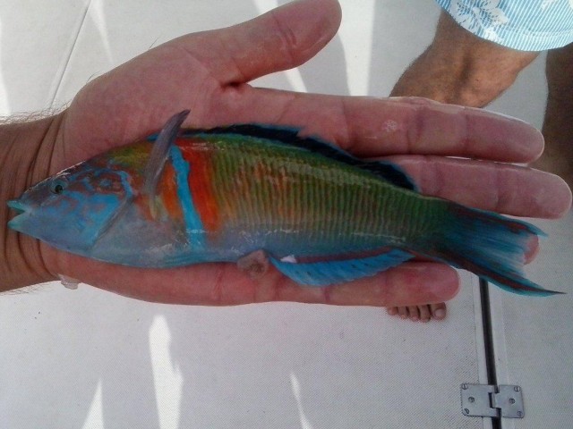 Ornate Wrasse