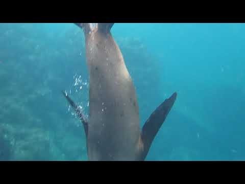 Snorkeling with Sea Lions at Isla Lobos