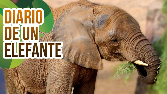 Do you know how elephants live in Oasis Park Fuerteventura?